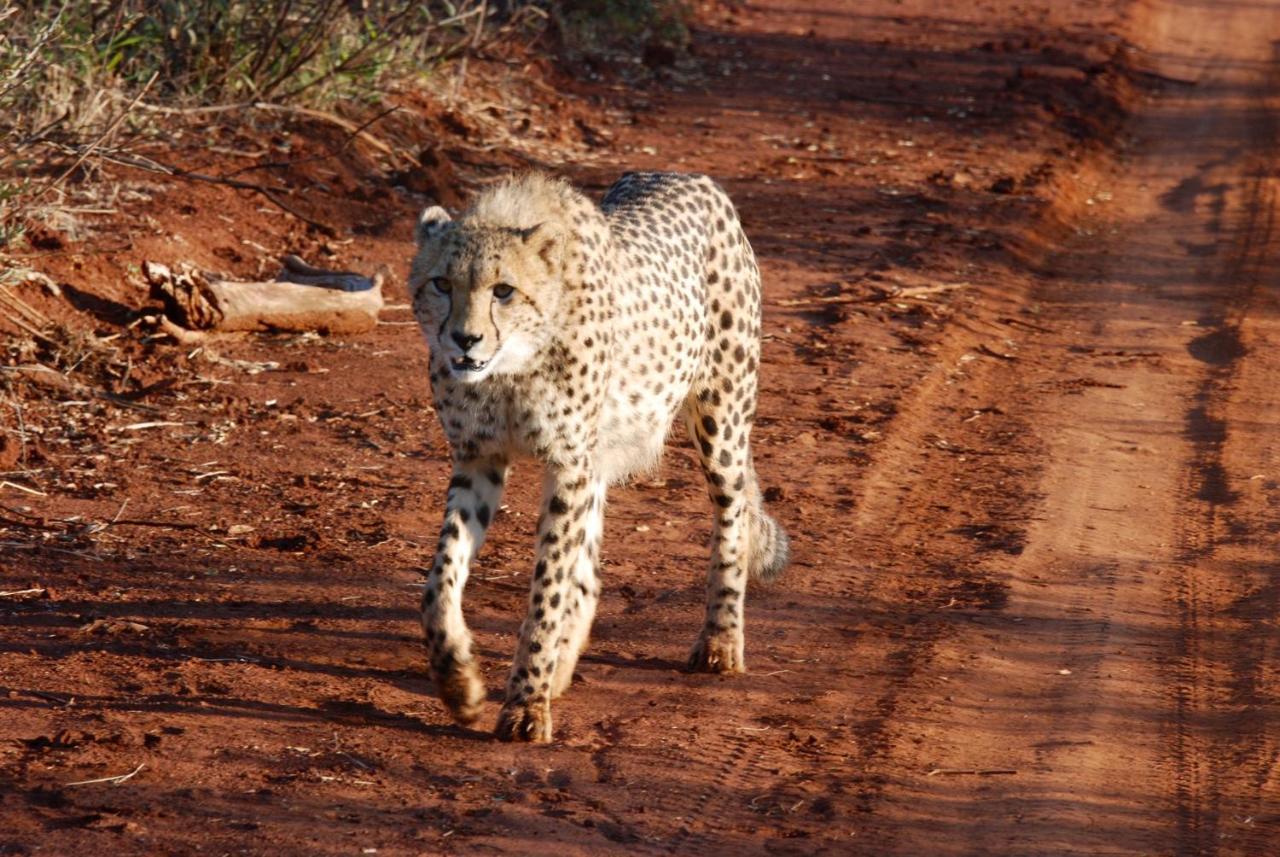 Kgorogoro Lodge Pilanesberg Exteriér fotografie