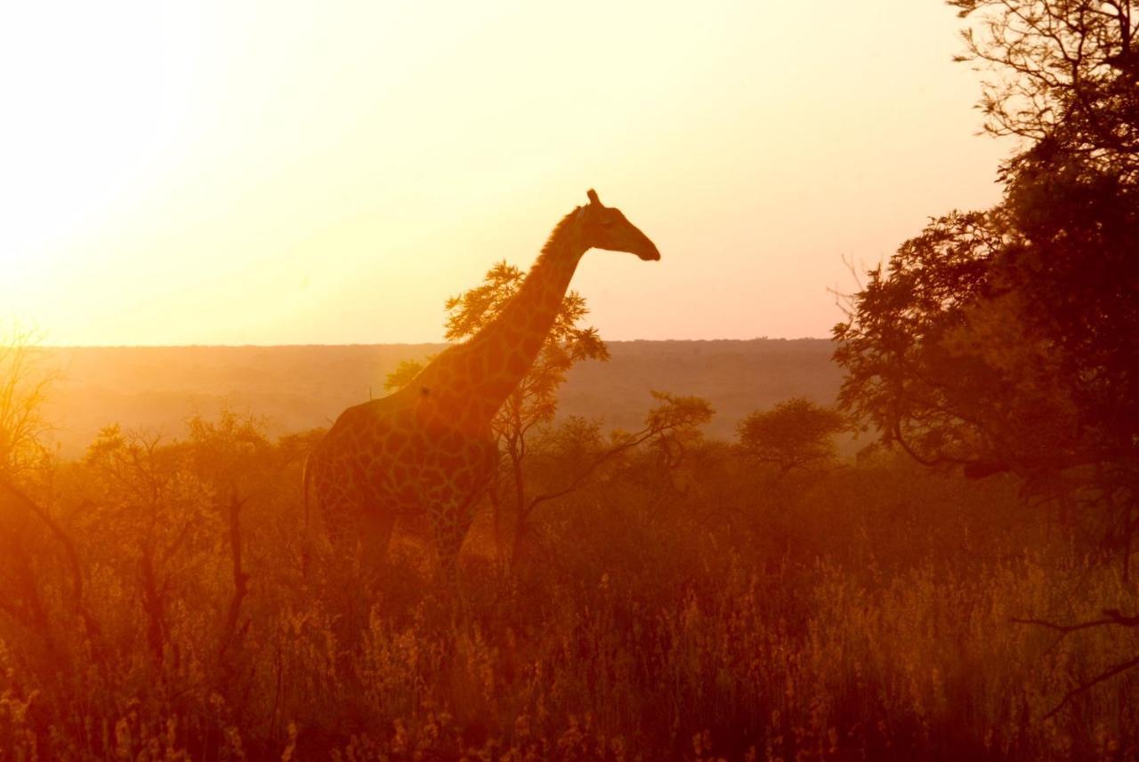 Kgorogoro Lodge Pilanesberg Exteriér fotografie