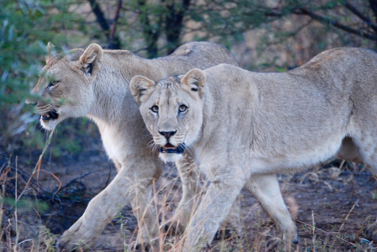 Kgorogoro Lodge Pilanesberg Exteriér fotografie